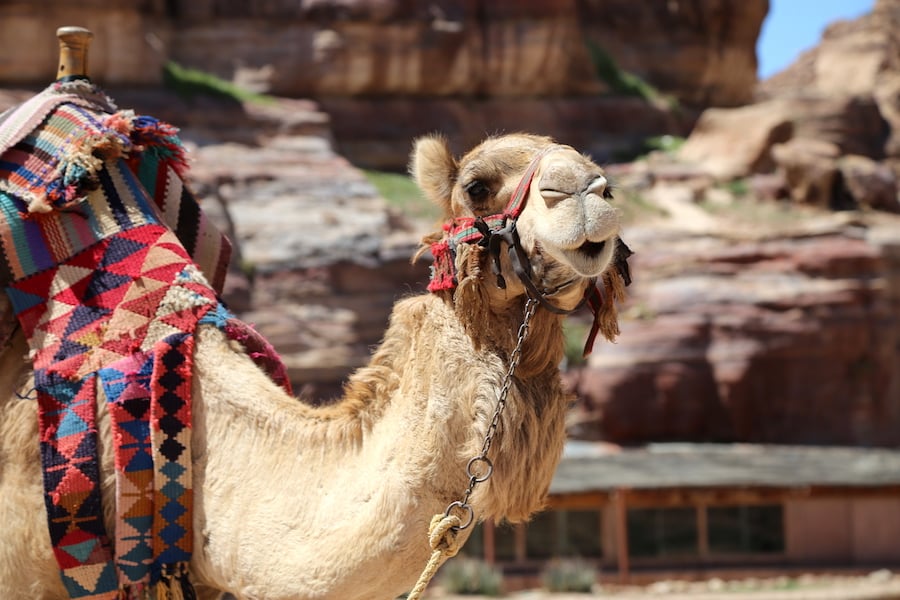 Camel at Petra Archaeological Site in Jordan