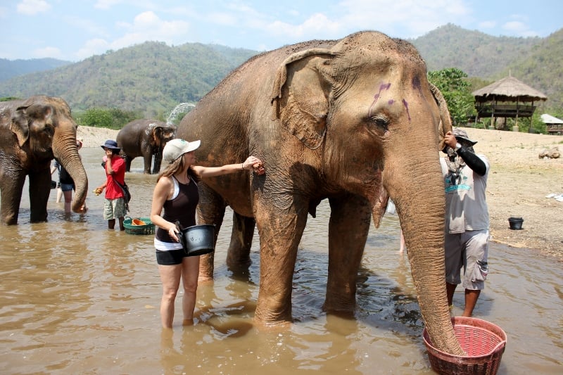 Thailand Elephant Sanctuary 5 Of The Best Rescues In Or Near Chiang Mai