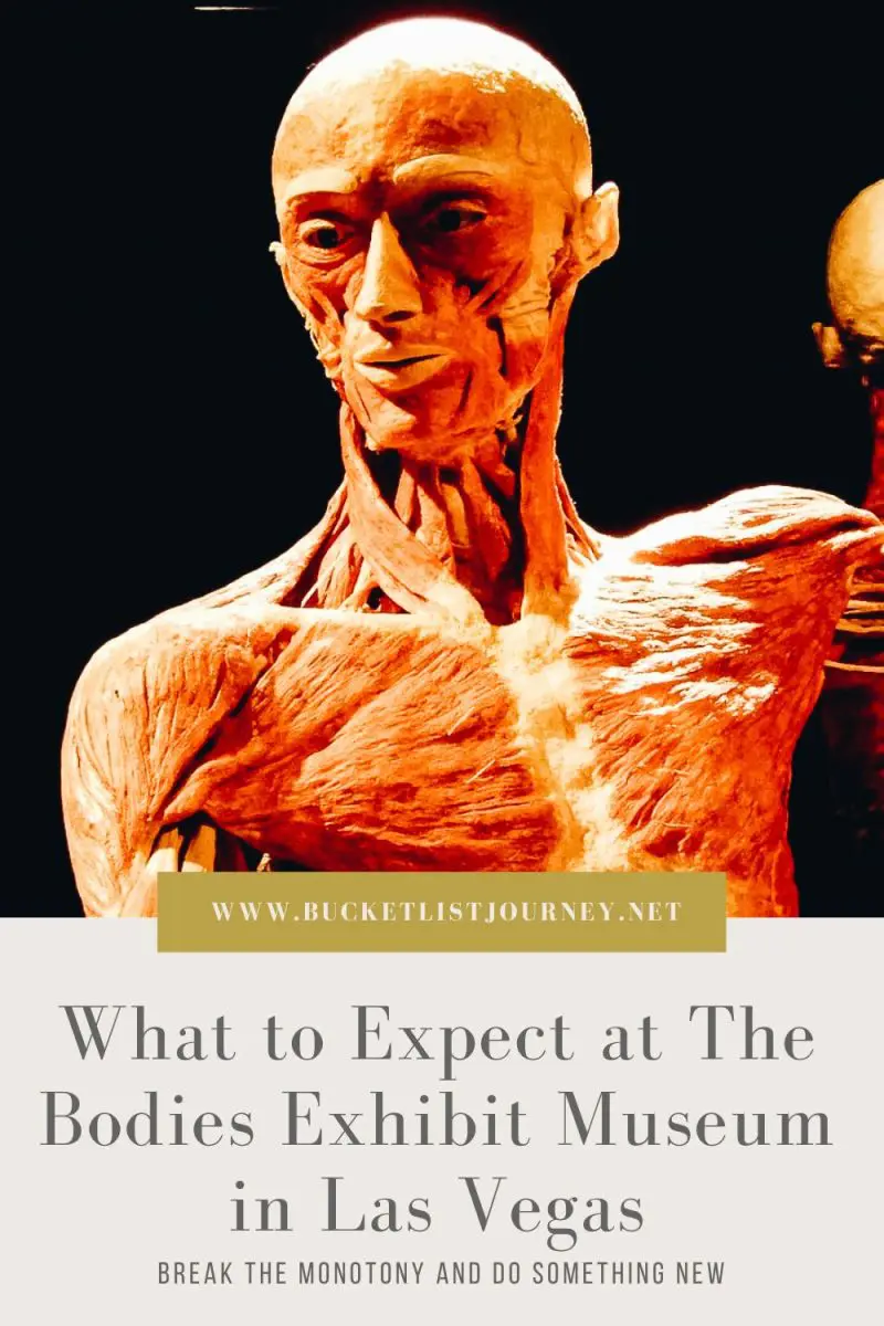 The Bodies Exhibit Pinterest The Bodies Exhibit Pinterest