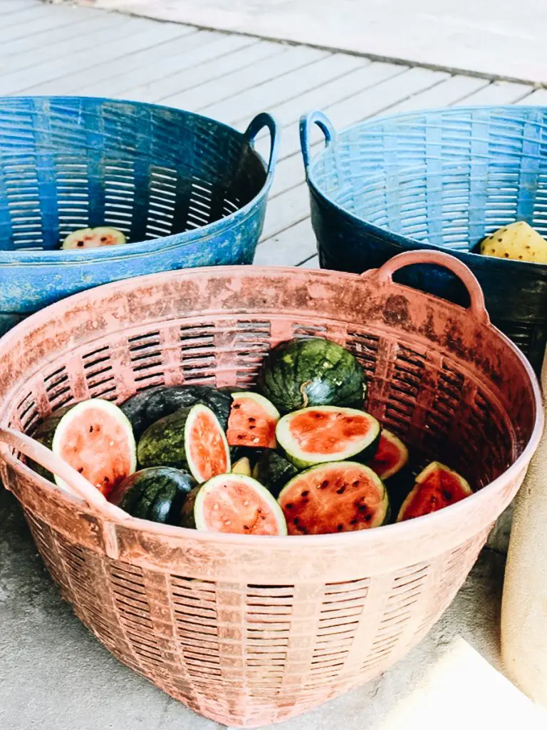 Elephant Basket of Food