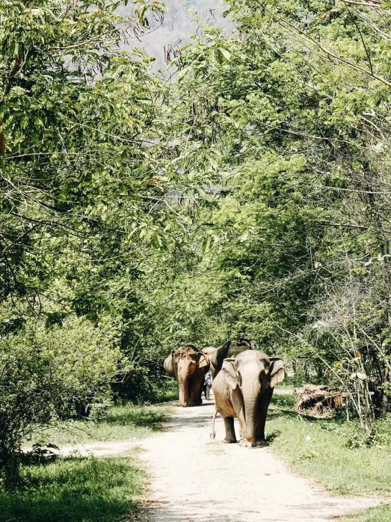 Walking Elephants