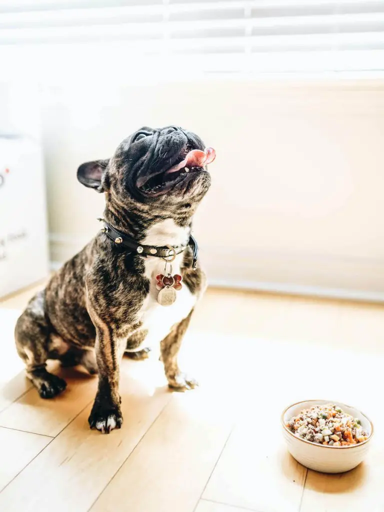 Dog Activities: Eat a gourmet puppy meal