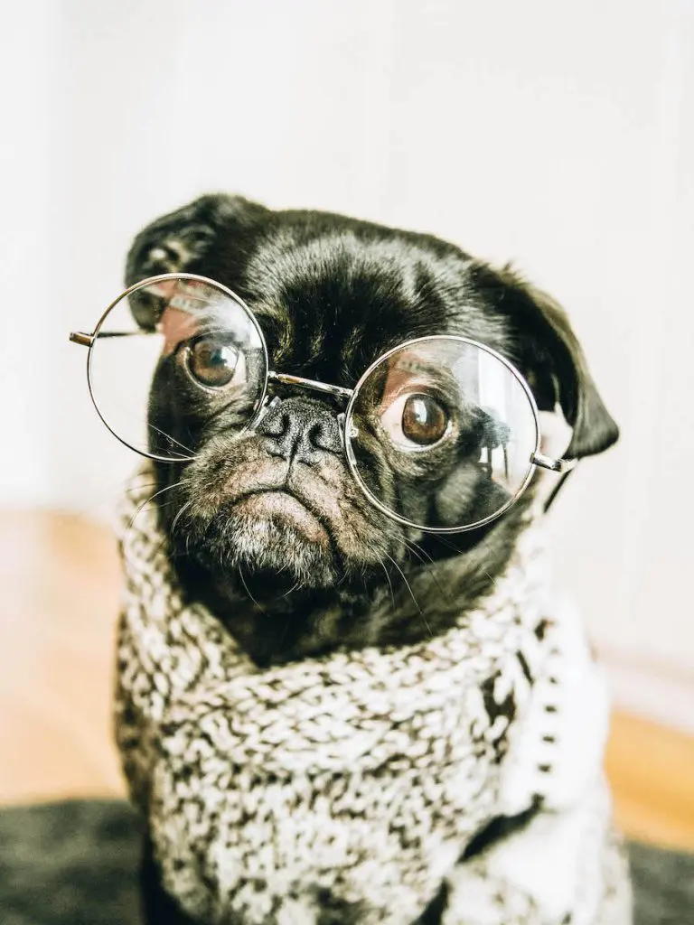 Start a Social Media Fanpage for your Dog