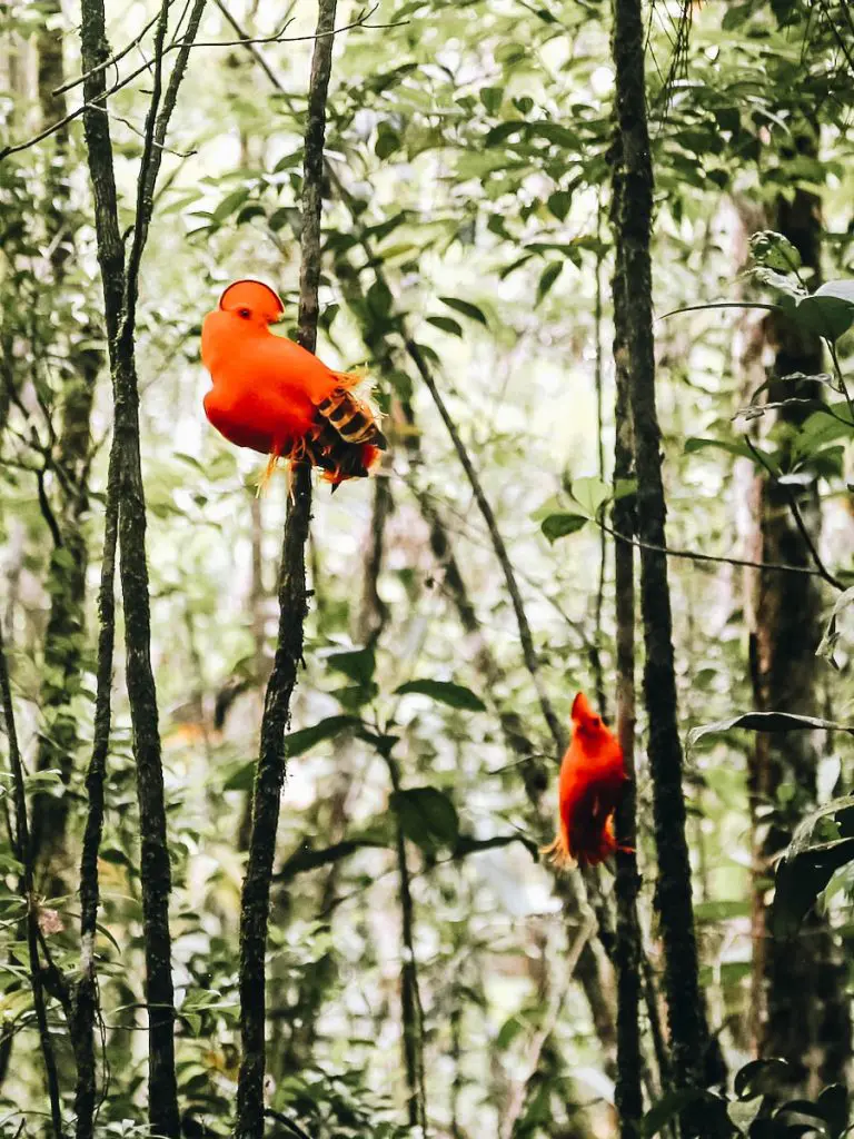 Red birds found while doing bird watching
