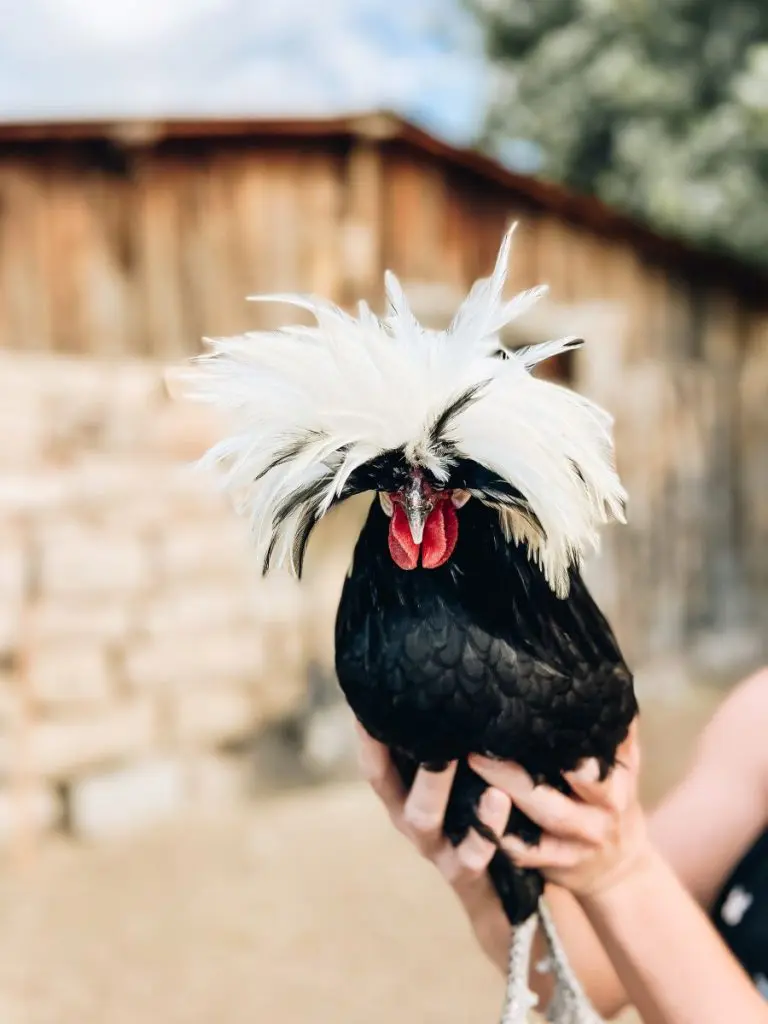 Canyon of the Anciets Guest Ranch Rooster