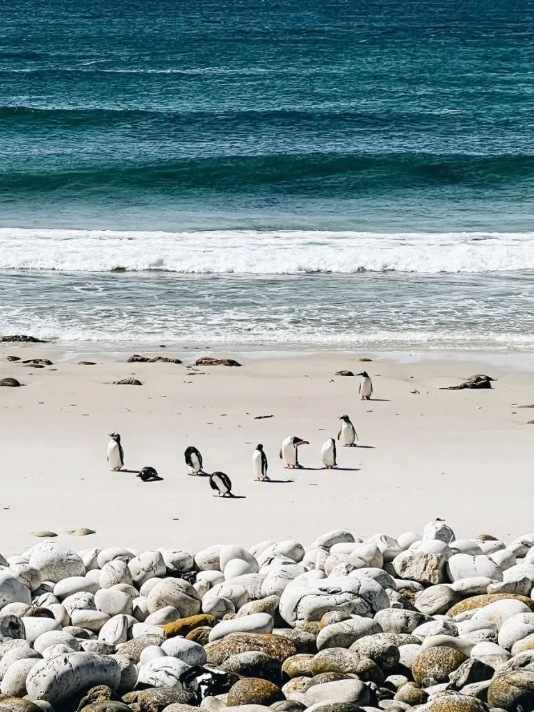 Pebble Island Water Penguins