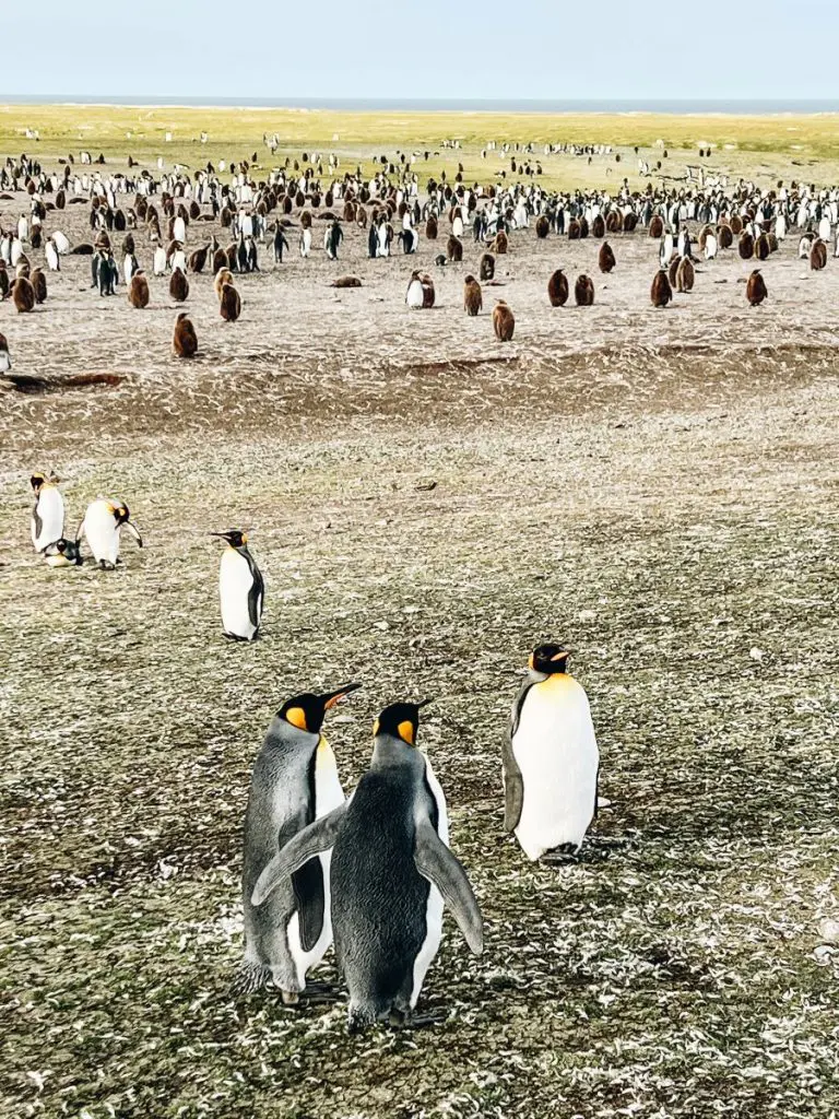 Volunteer Point Penguin