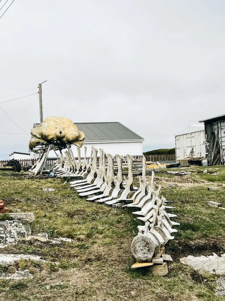 Whalebone Display Falkland Islands