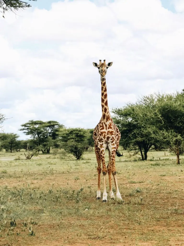 Giraffe