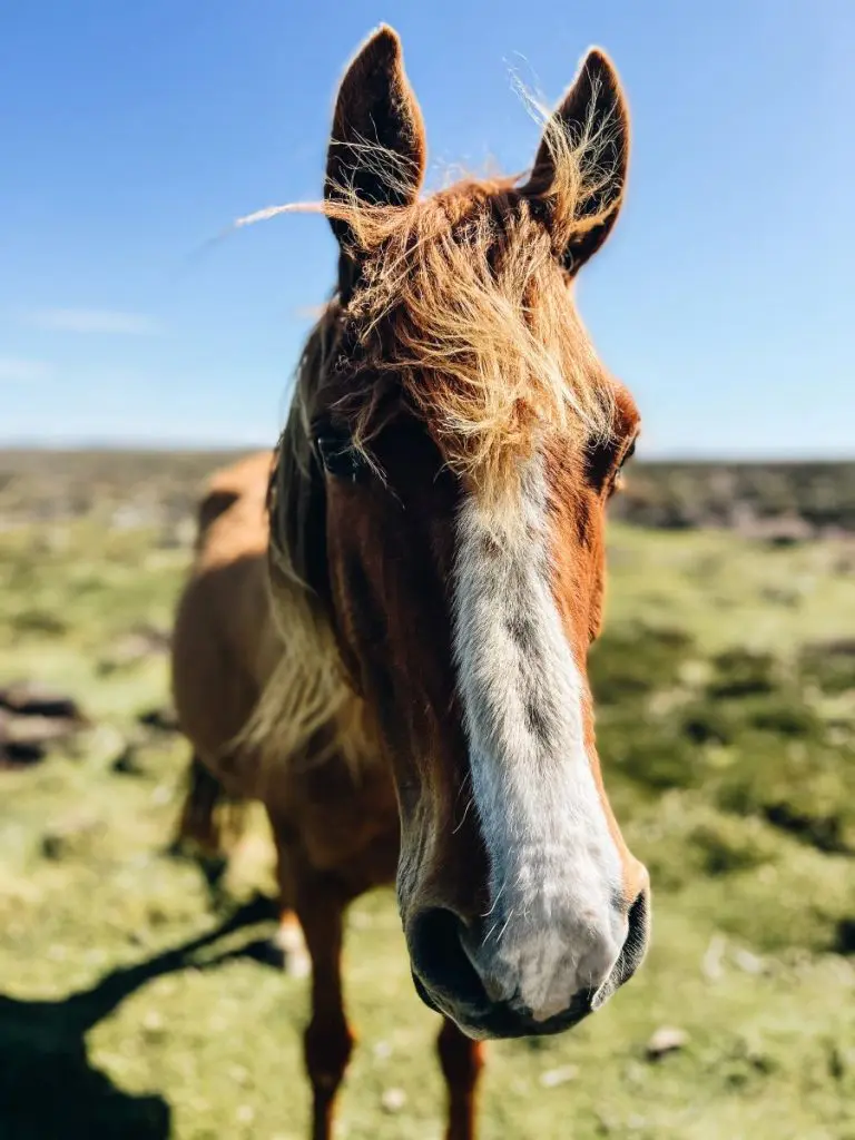 Horse