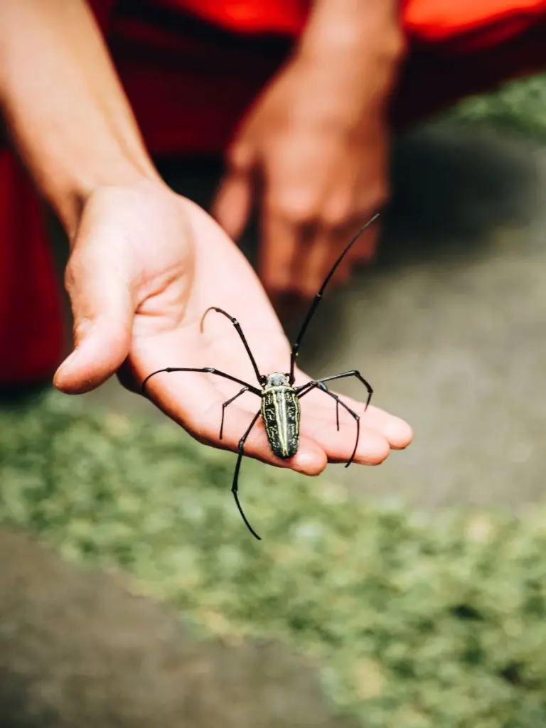 Spider