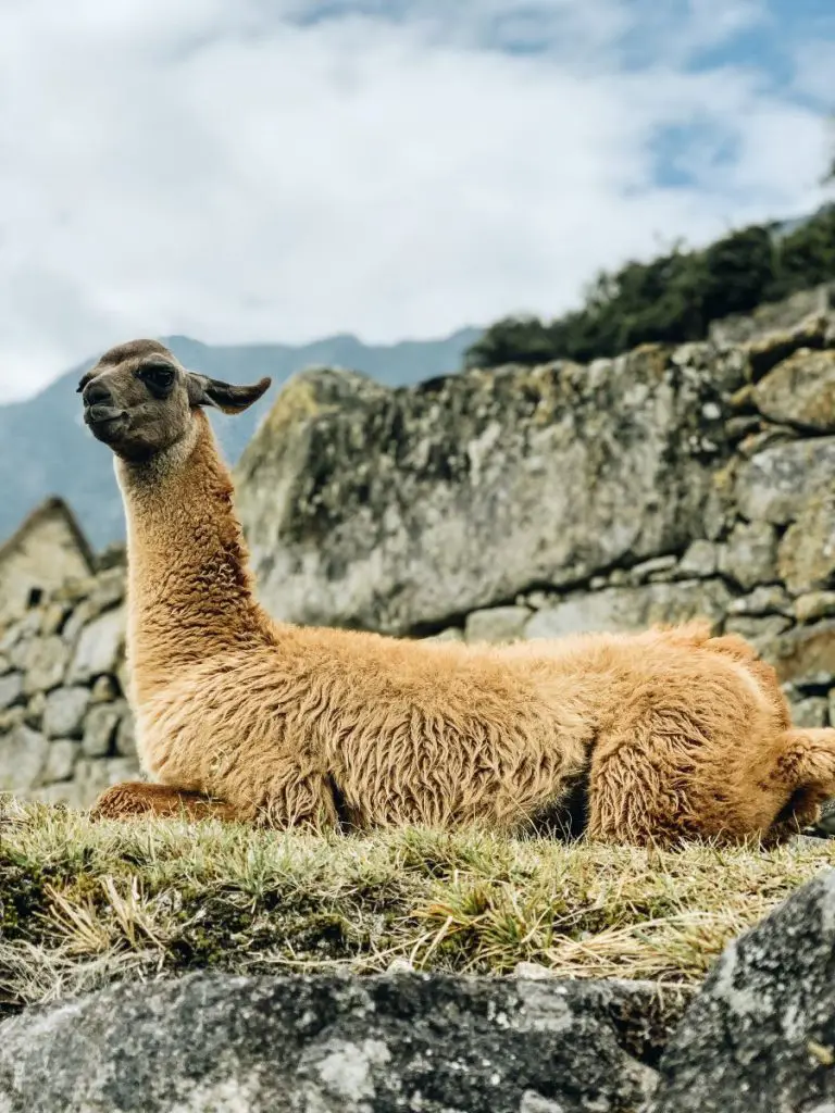 llama
