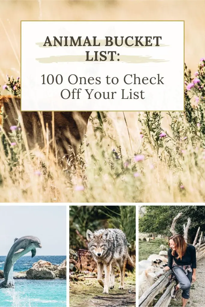 Animal Bucket List Pinterest Animal Bucket List 100 Ones to Check Off Your List