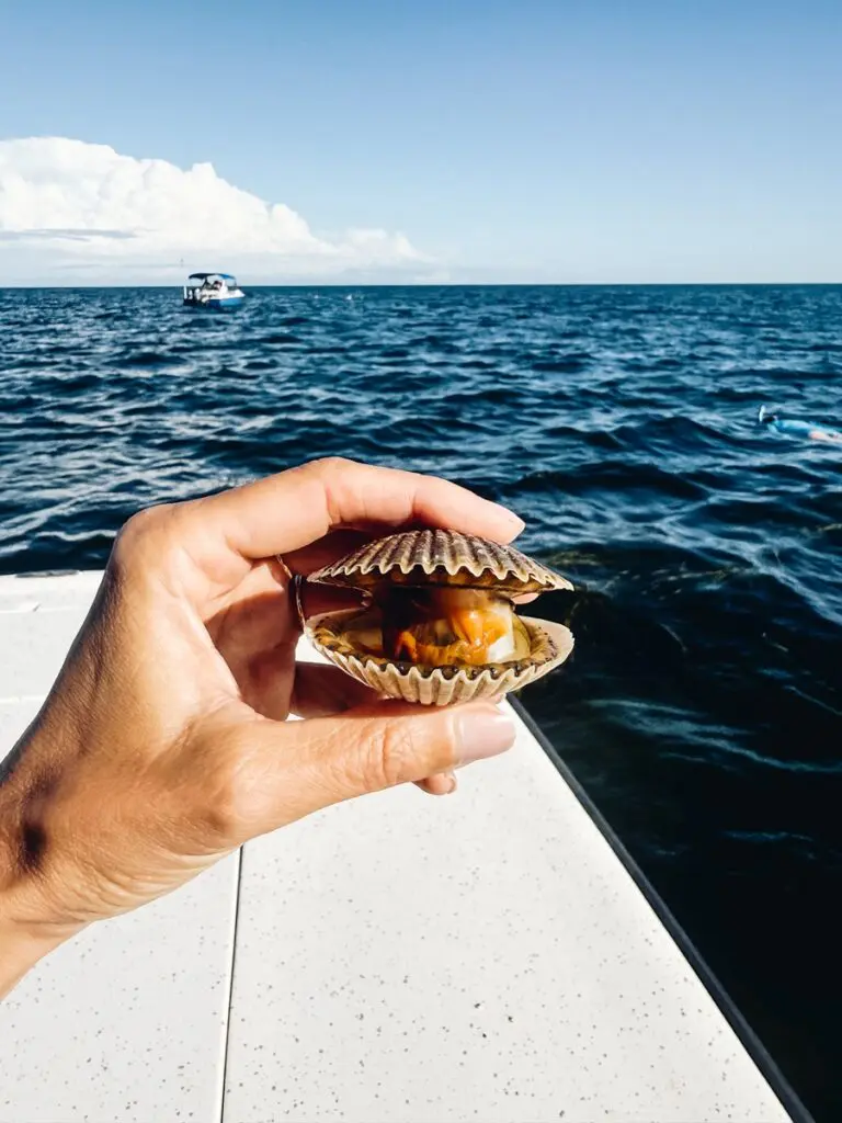 Scalloping Crystal River