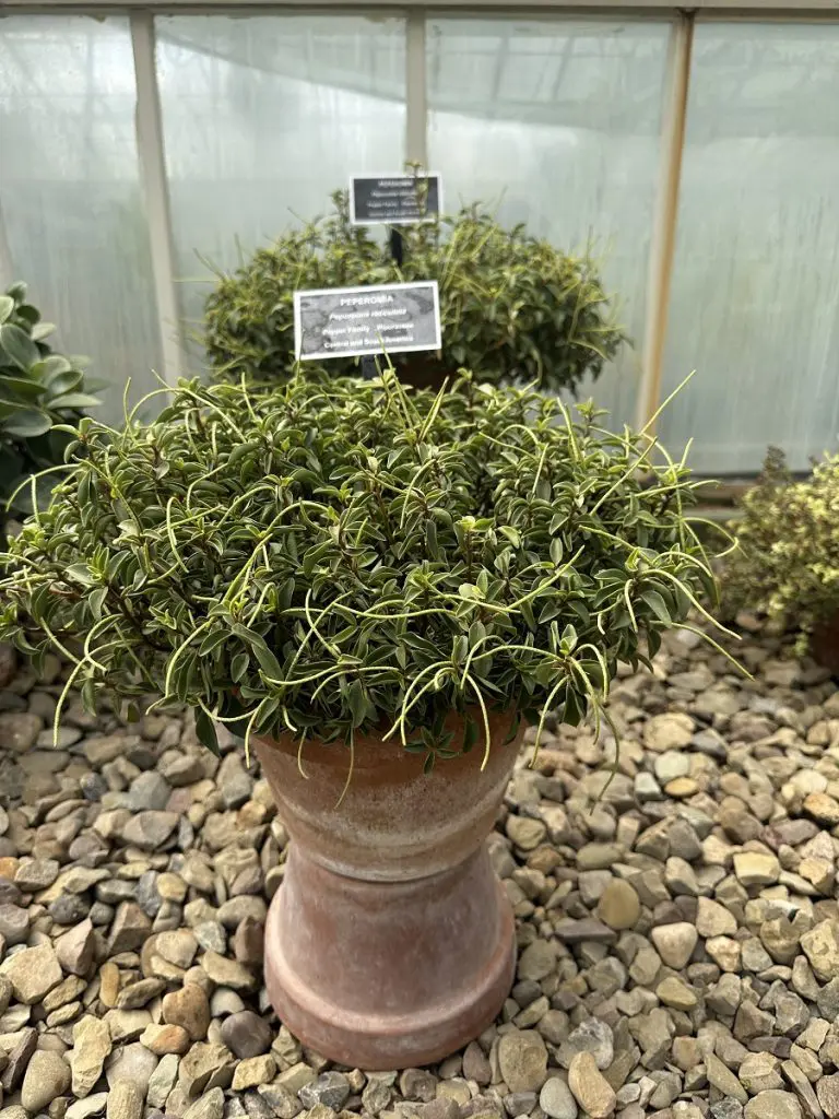 buffalo botanical gardens plant