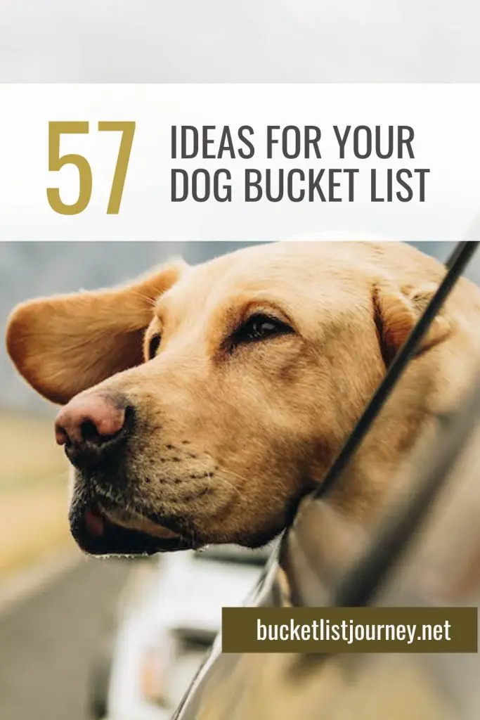 57 ideas for your Dog Bucket List