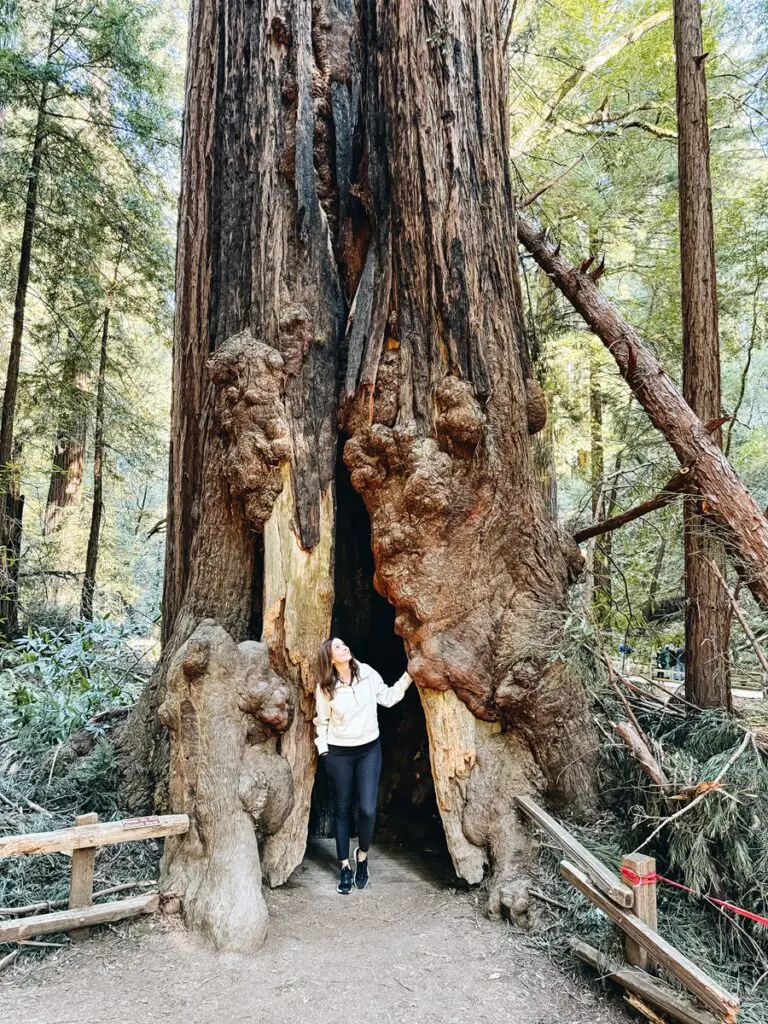 Muir Woods Annette