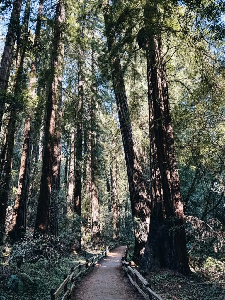 Muir Woods Mill Valley