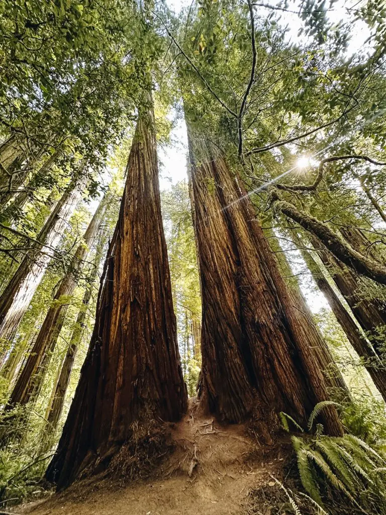 Jedediah Smith Redwoods State Park