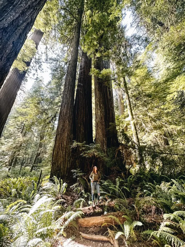 Jedediah Smith Redwoods State Park Annette