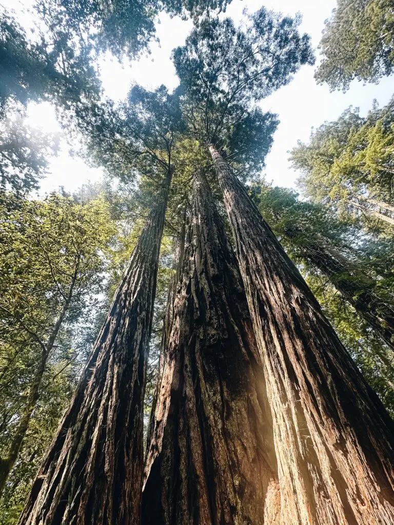 Redwood National & State Parks