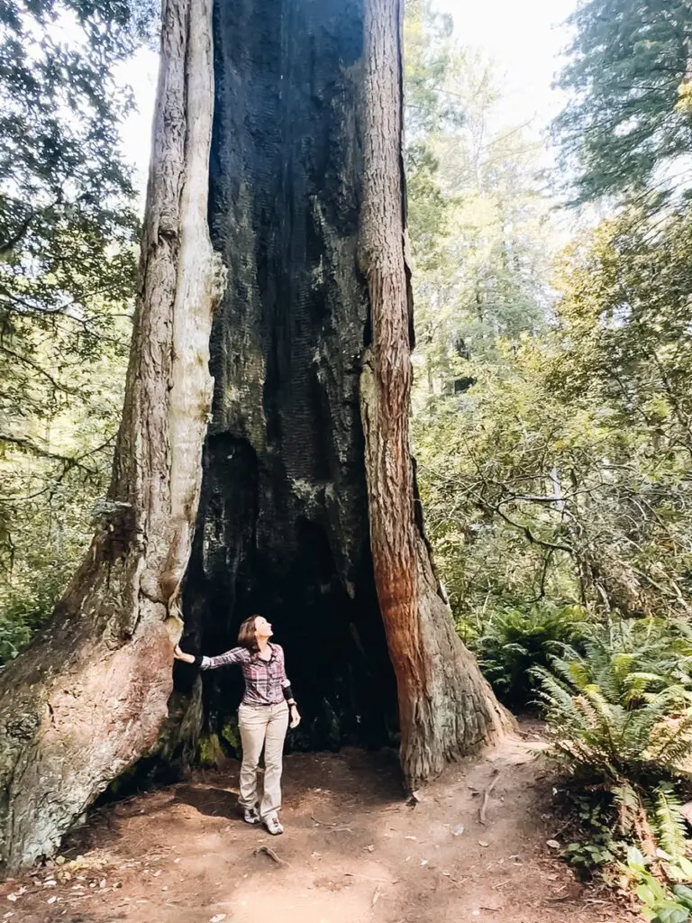 Redwood National State Park Annette