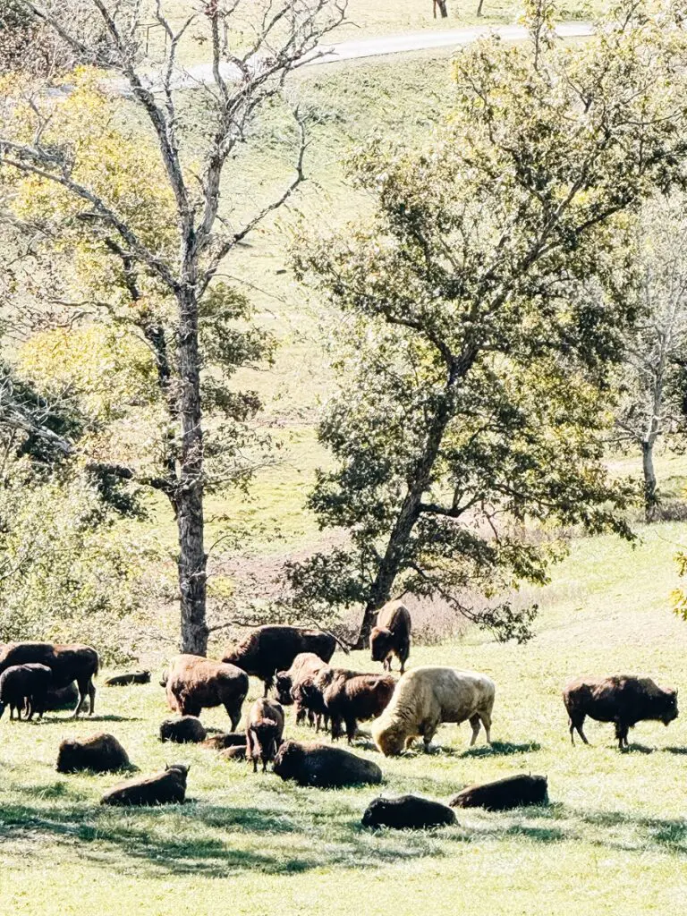 Canyon Discovery Tour Bison