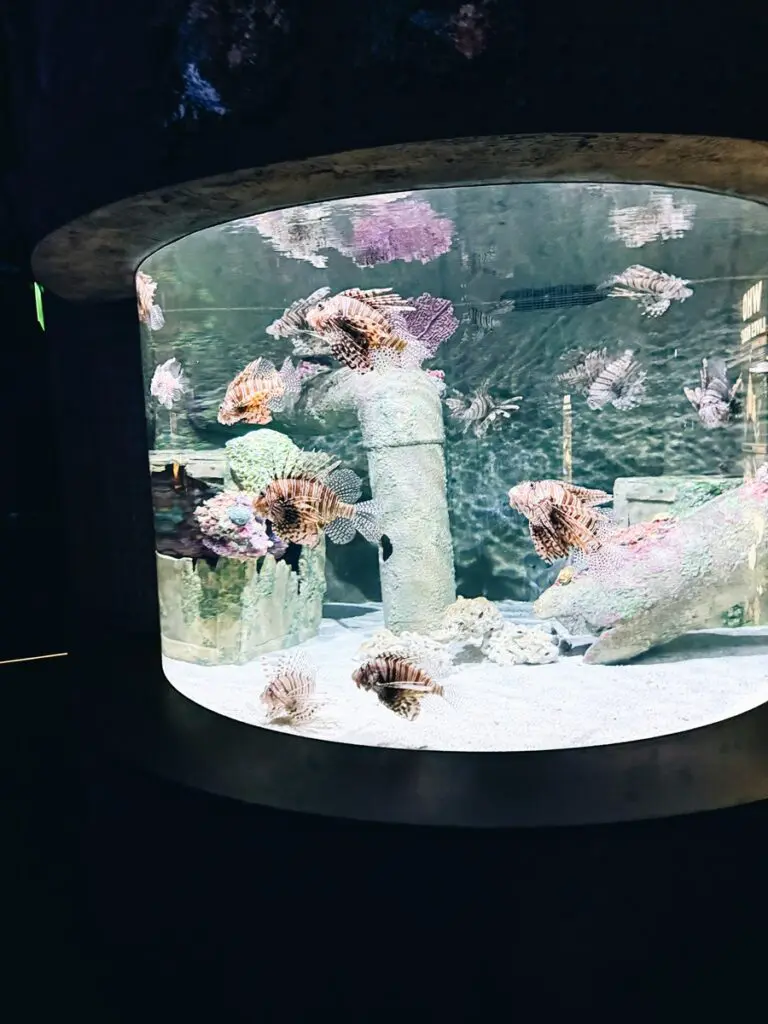 Wonders Of Wildlife Aquarium Missouri