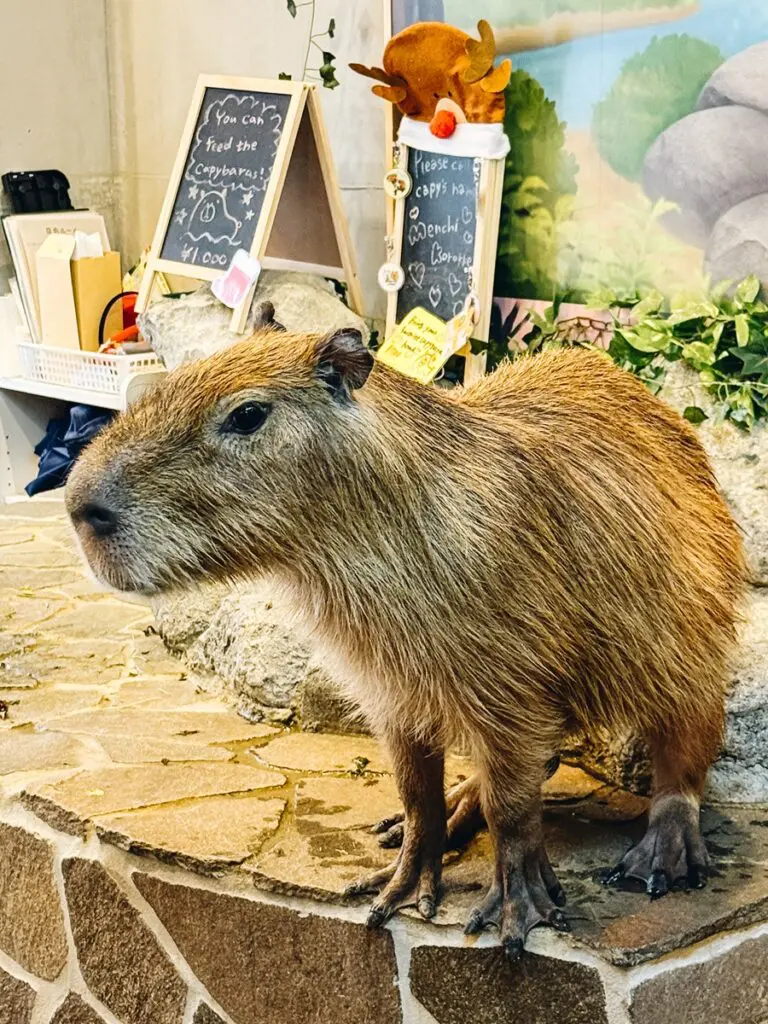 Takeshita Street Cabybara