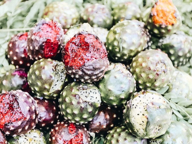 Eating Traditional Mexican Green Tuna Fruit