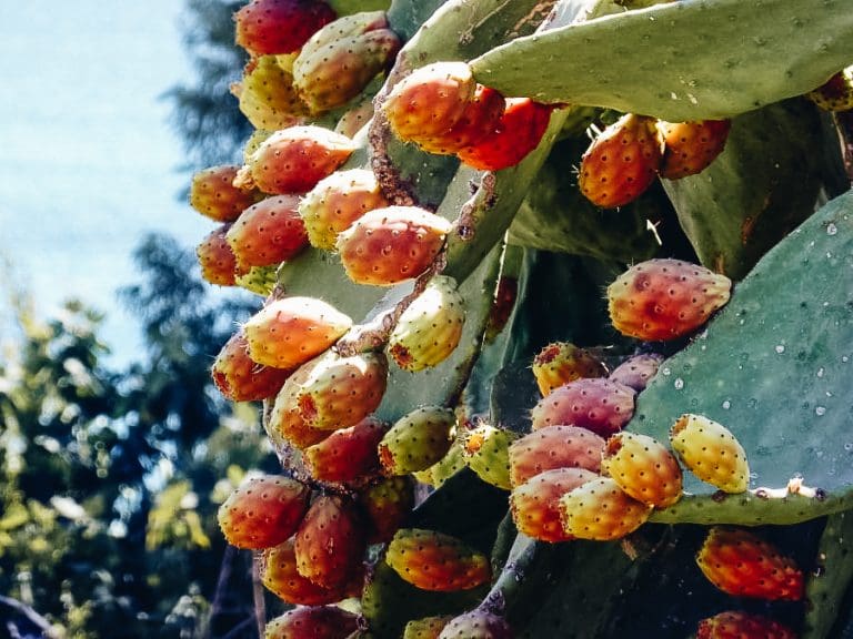 Eating Traditional Mexican Green Tuna Fruit