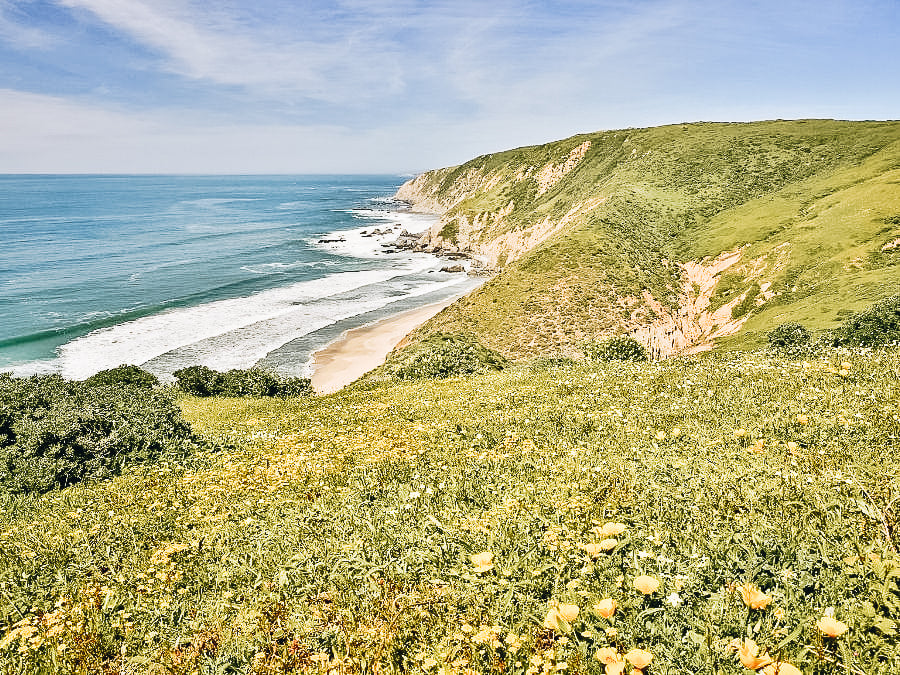 Tomales Point Trail In Point Reyes 