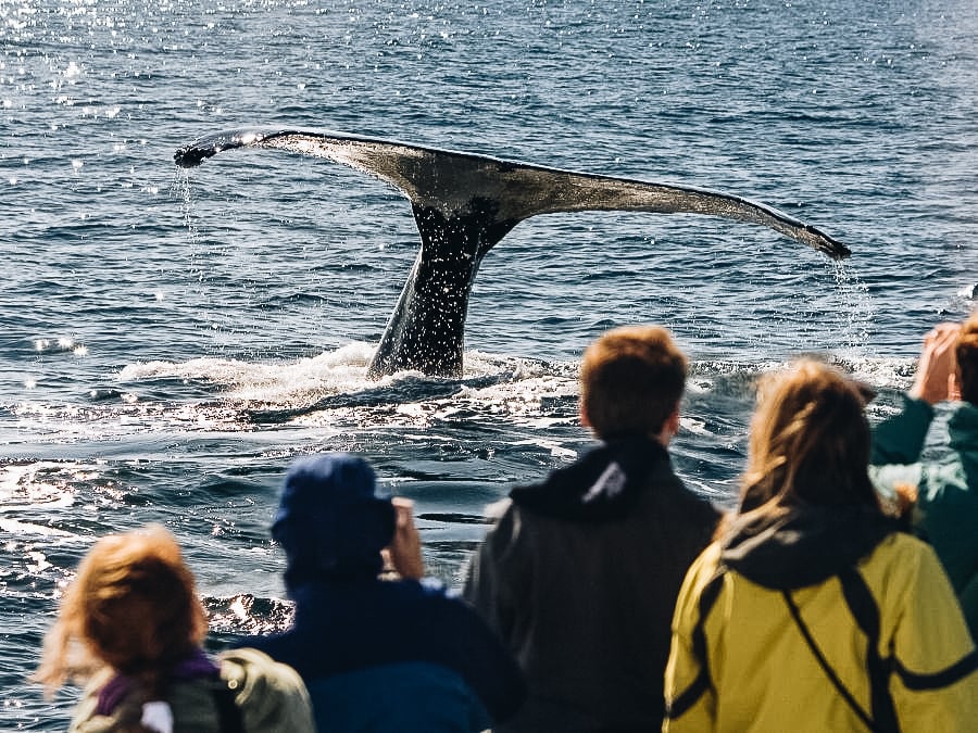 Try Spotting a Whale