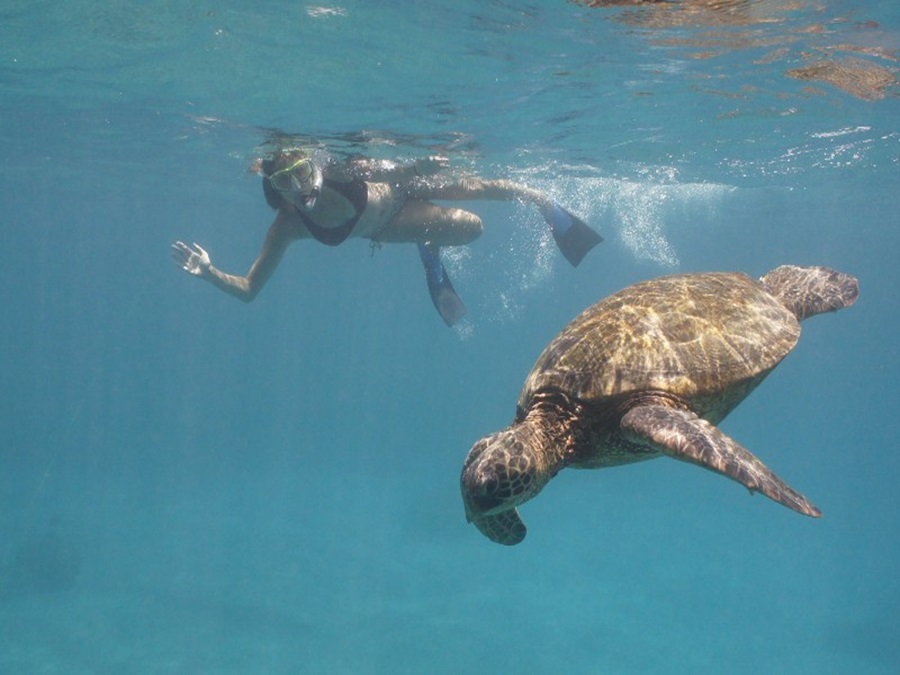 Annette White Swimming with Turtles in Maui
