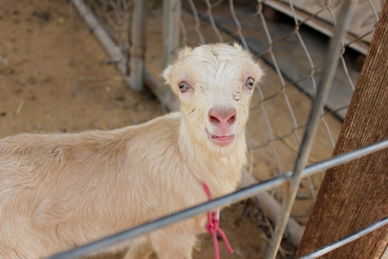 Baby Goat at Surfing Goat Dairy in Maui