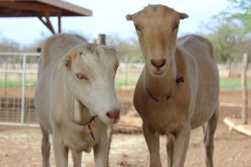 Goats at Surfing Goat Dairy