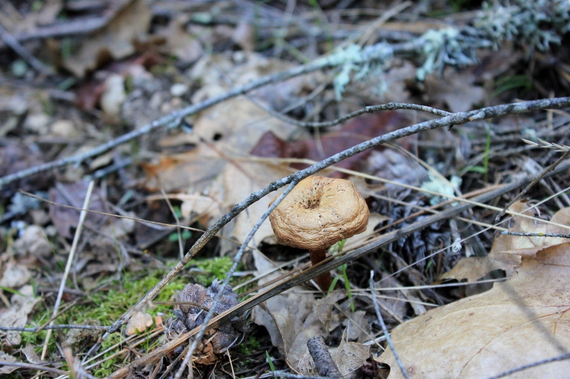 Wild Mushroom Hunting Find