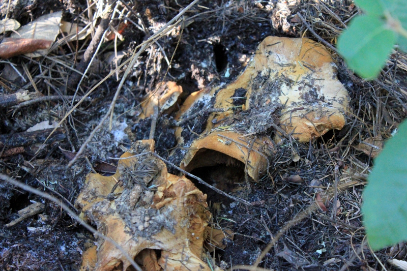 mushroom forage find