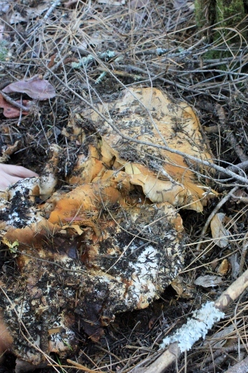 mushroom forage find