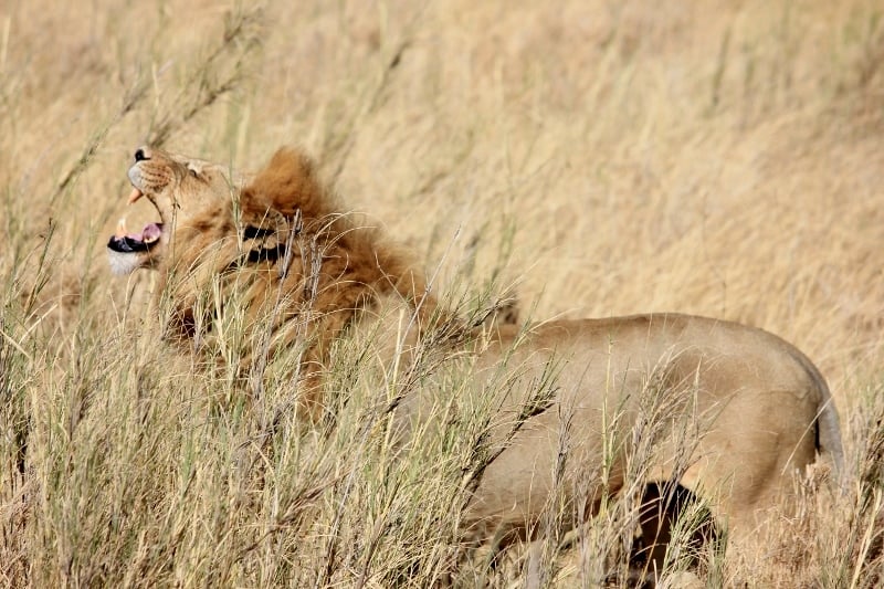 big five african safari animals