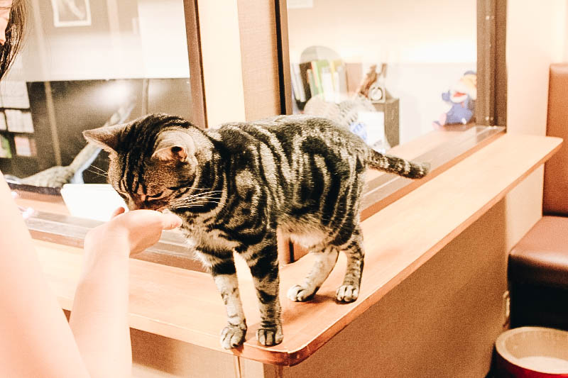 Best Quirky Café in Japan?Tokyo's Calico Cat Café in Shinjuku