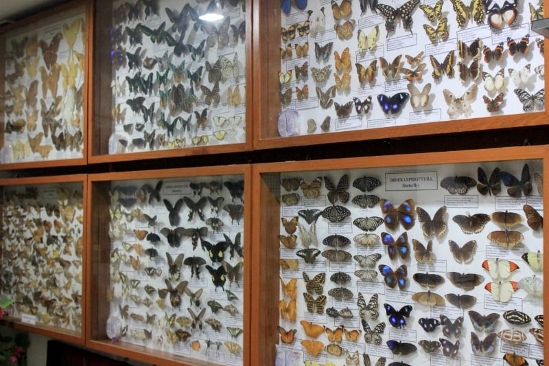 Butterfly display at the Insect Museum in Chiang Mai, Thailand