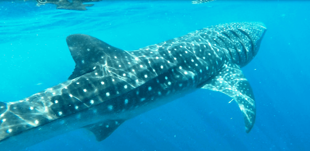 Swimming with Whale Sharks Cancun