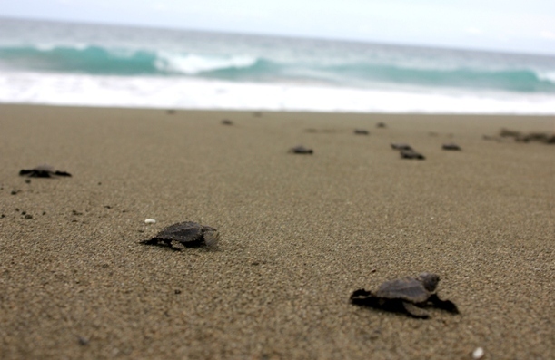 Releasing Baby Turtles in the Osa Peninsula, Costa Rica