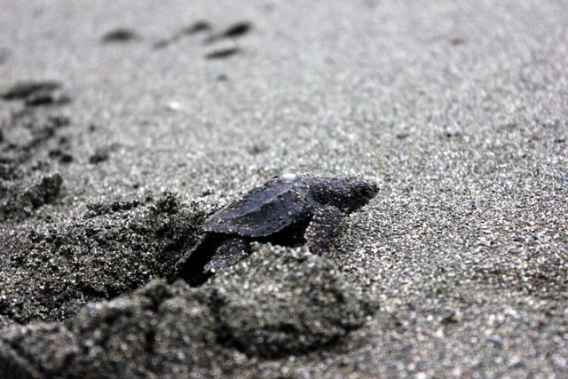 Turtle Nesting in Osa Peninsula, Costa Rica