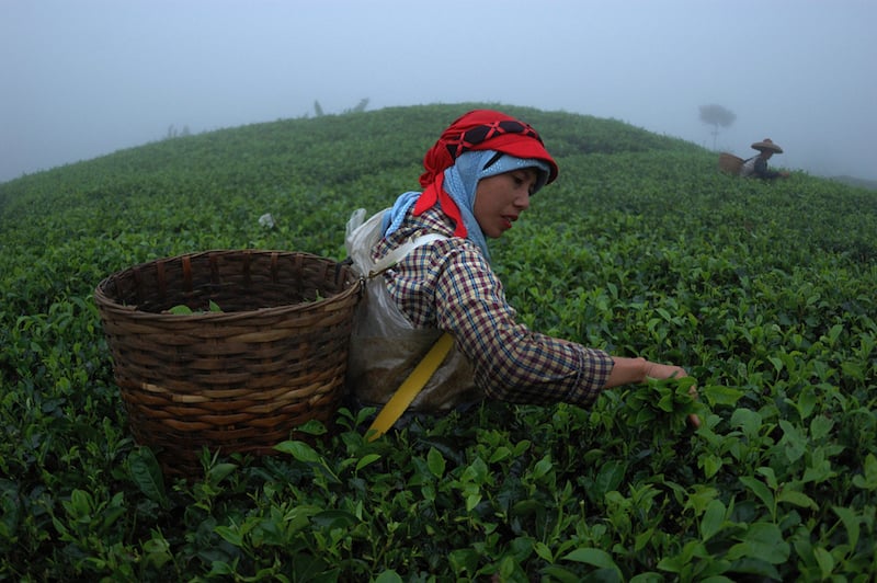 Tea Picker in Southeast Asia