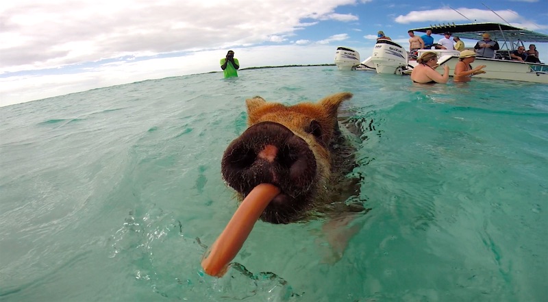 Feeding the Swimming pigs of Exuma in the Bahamas