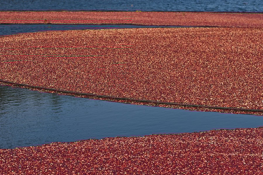 Foodie Bucket List: Wade through a cranberry bog