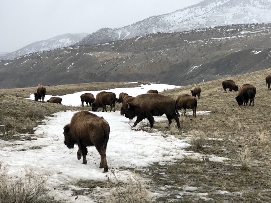 Montana Yellowstone Bison