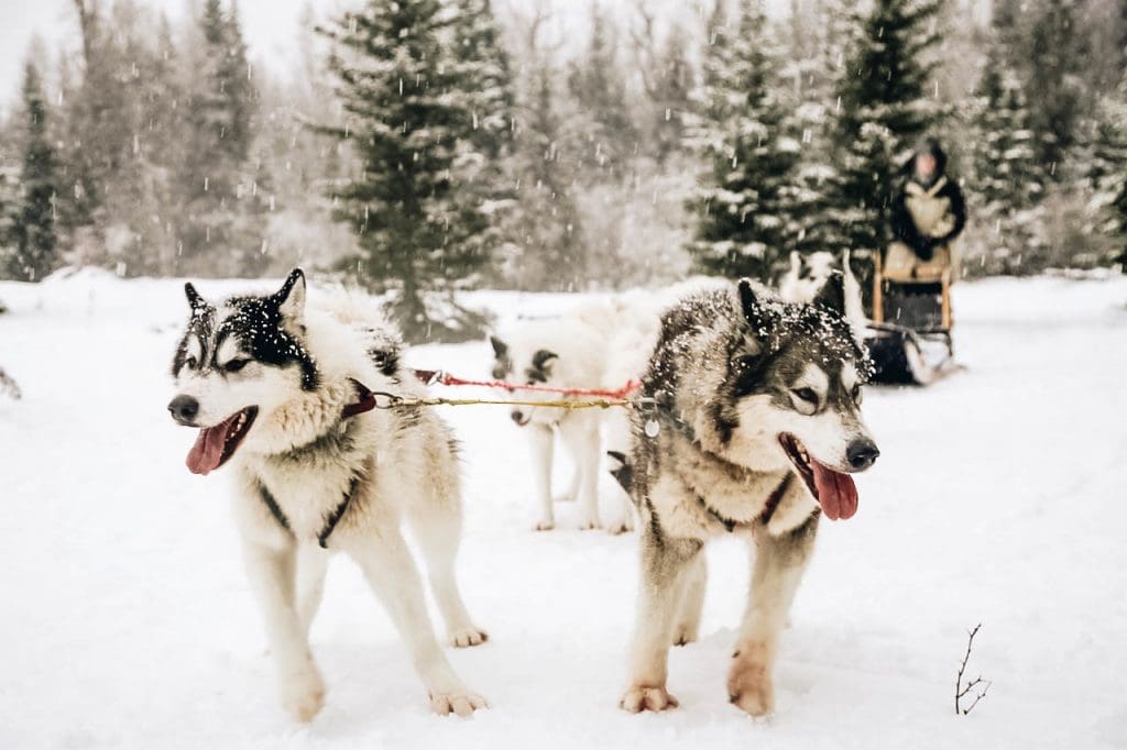 Dogsledding in Bigfork Montana